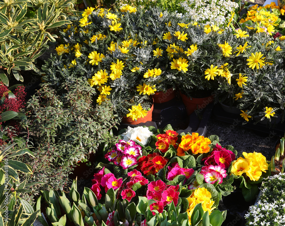 multitude of vibrant flower varieties in bloom at an outdoor springtime market multitude of vibrant flower varieties in bloom at an outdoor springtime market