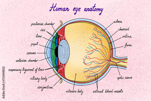 Human eye  illustration with different tissues. photo