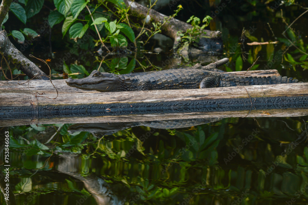 Fototapeta premium alligator in the water