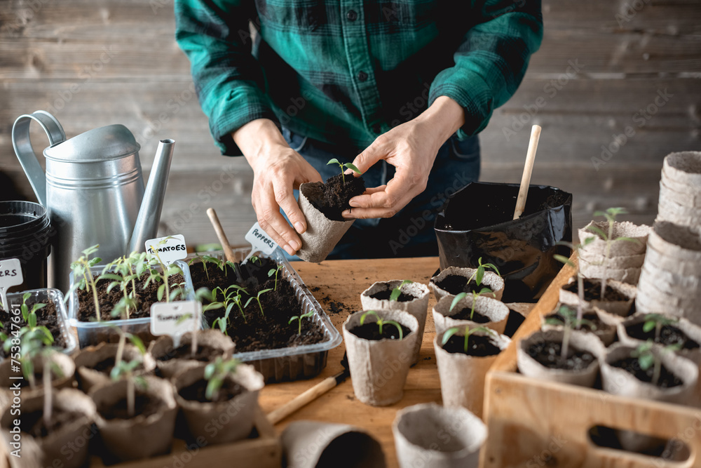 Farmer transplants tomato and pepper seedlings into peat cups. Preparing plants for growing in open ground. Home gardening concept - obrazy, fototapety, plakaty 