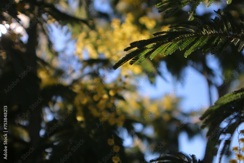 Mimosa in the rays of the sun against the sky.