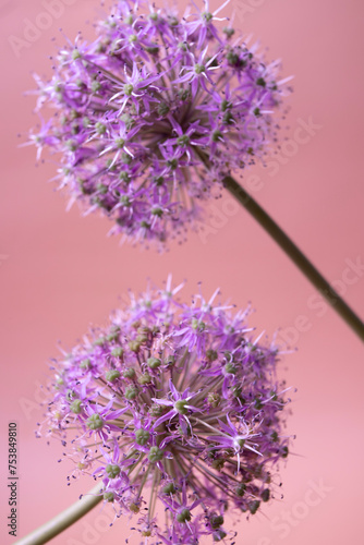 onion flower on smooth background Allium stipitatum