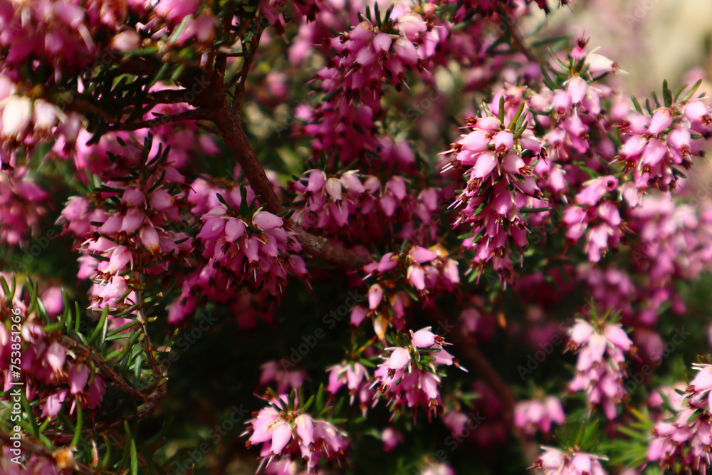 Garden plant Erica cinerea during flowering period. Garden plant Erica cinerea during flowering period.