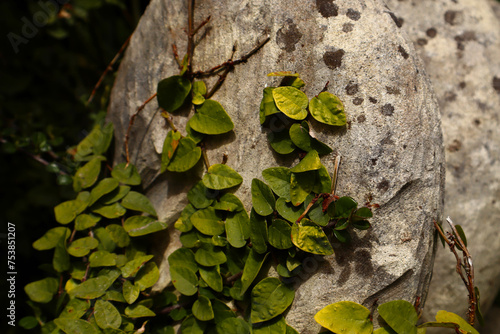 Ficus pumila on a concrete wall. photo