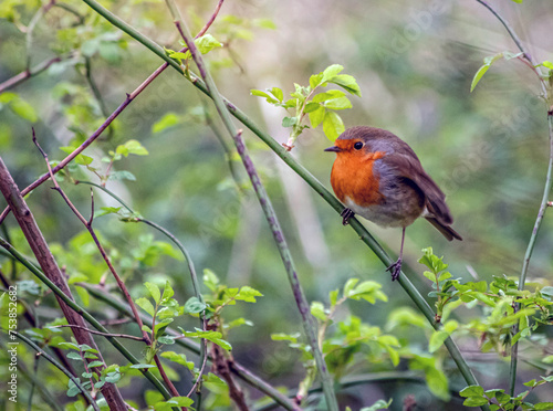 robin on branch photo
