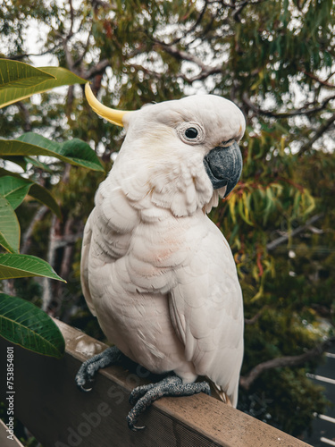 White Cockatoo. Parrot. Australia.