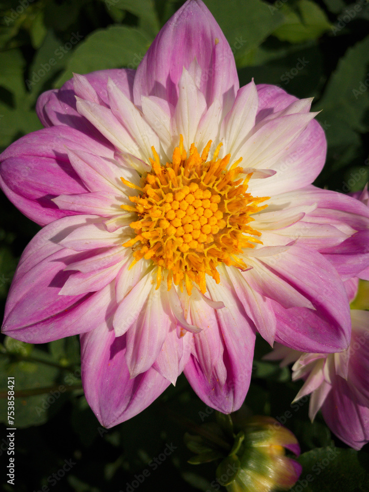 Summer nature flowers garden landscape Summer nature flowers garden landscape