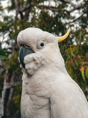 White Cockatoo. Parrot. Australia. © Amanda