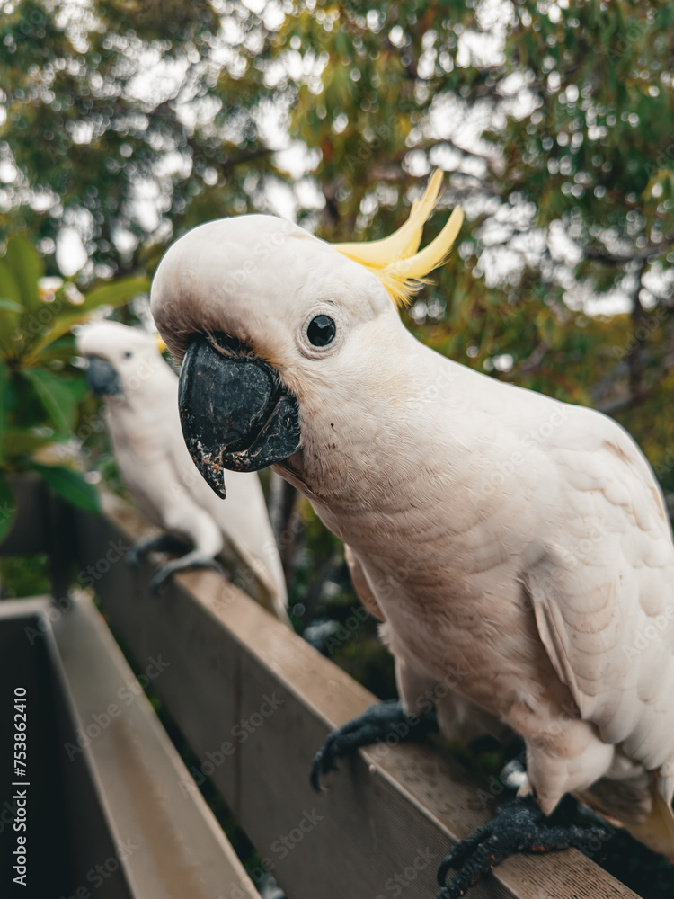 White Cockatoo. Parrot. Australia. White Cockatoo. Parrot. Australia.