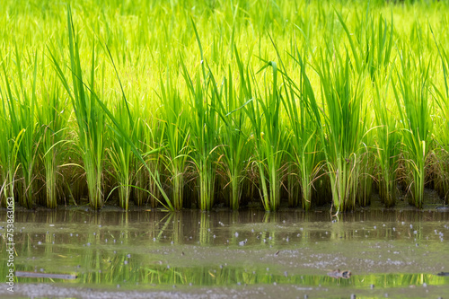 Cultivated rice plant and agriculture in the field