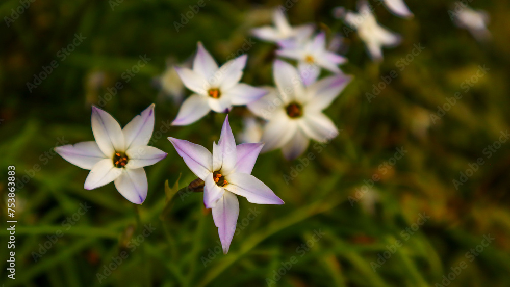 Ipheion is a single-flowered white and purple flower on a green background. Ipheion is a single-flowered white and purple flower on a green background.