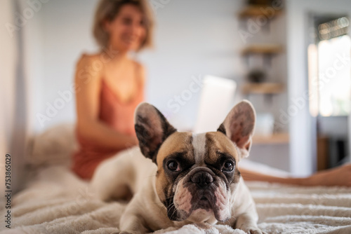 bulldog dog portrait at home