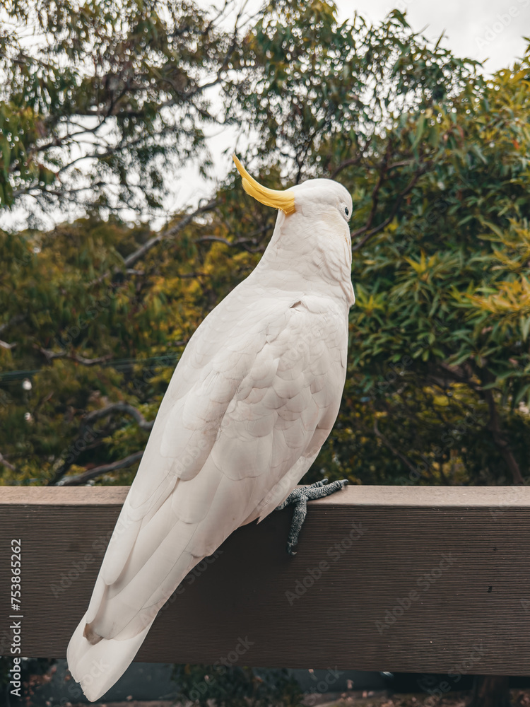 White Cockatoo. Parrot. Australia. White Cockatoo. Parrot. Australia.
