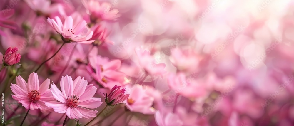 pink flowers in the garden. Spring or summer nature scene with blooming daisy in sun flares. pink flowers in the garden. Spring or summer nature scene with blooming daisy in sun flares.