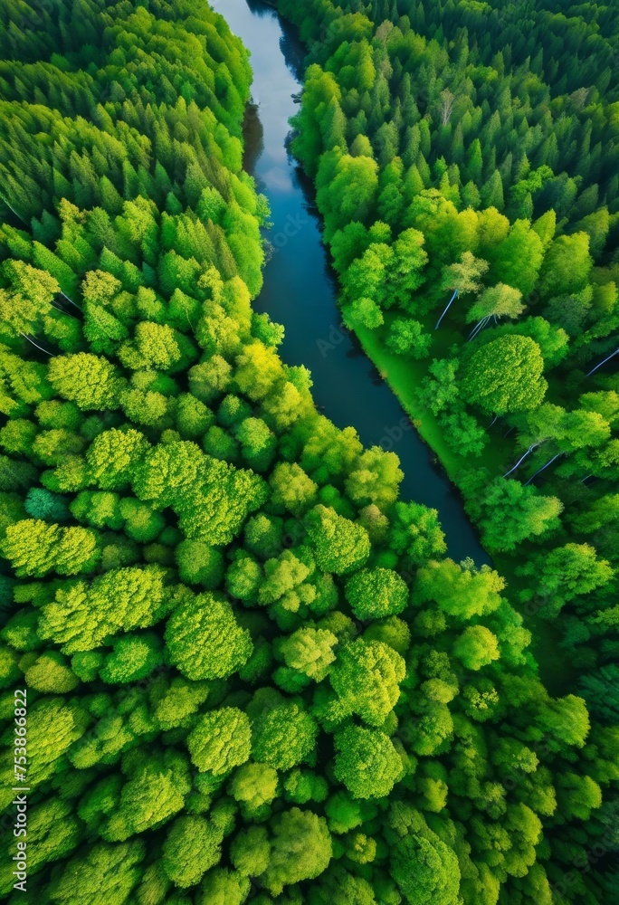 illustration, aerial perspective lush green forest canopy rivers intertwining captured drone during daylight, Canopy, Rivers, Intertwining, Captured, Drone