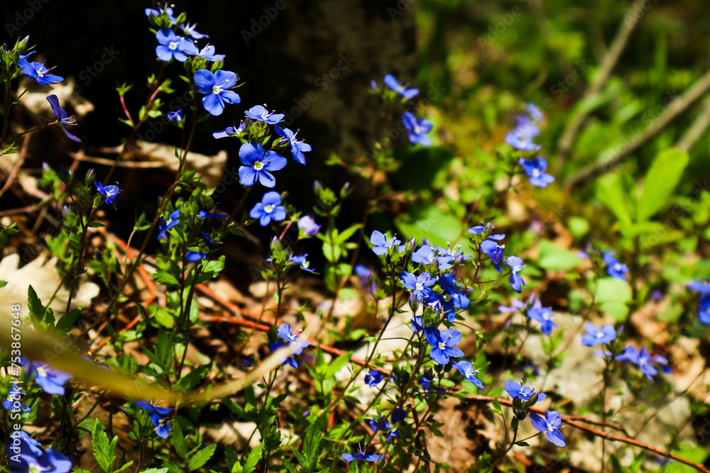 bloom in the forest. Small blue forest flowers in macro