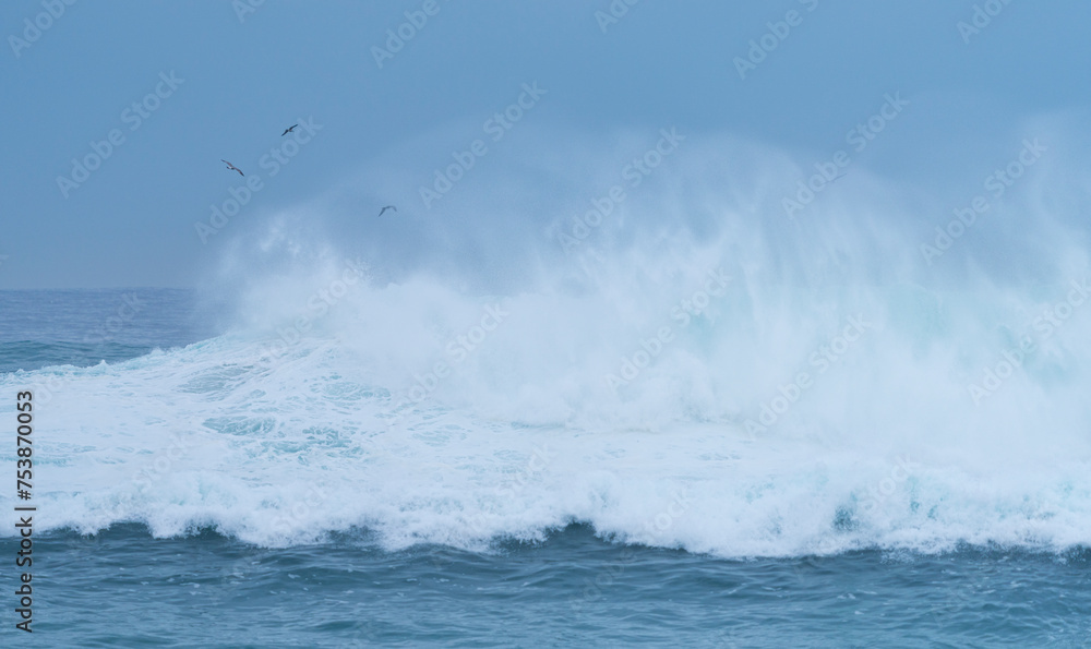 Seagulls under the storm with big waves. Santander Municipality. Cantabrian Sea. Cantabria. Spain. Europe