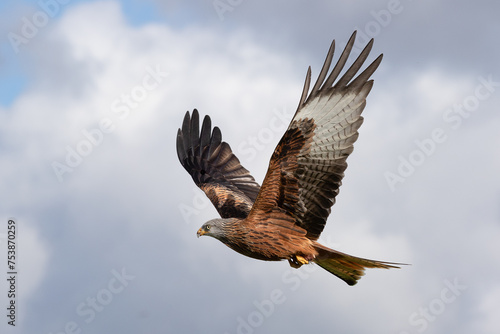 Captured in flight with its wings upright is a red kite, Milvus milvus. There is space for text around and the subject has a cloudy sky as the background © alan1951