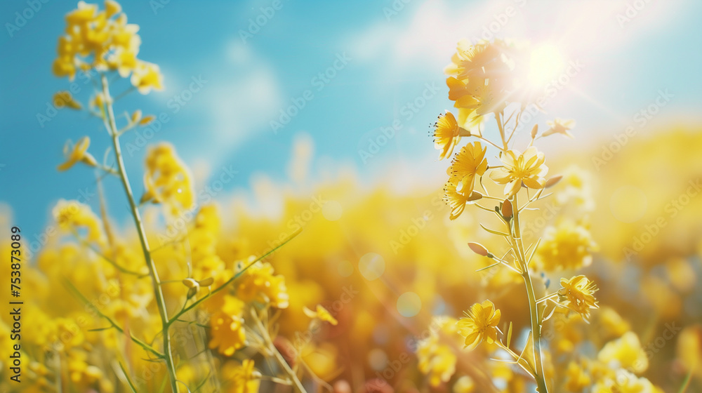 Mystical Meadows: Vast Golden Flower Field under Noon Sun