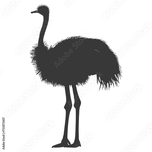 Silhouette ostrich animal black color only full body