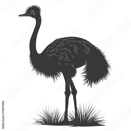 Silhouette ostrich animal black color only full body