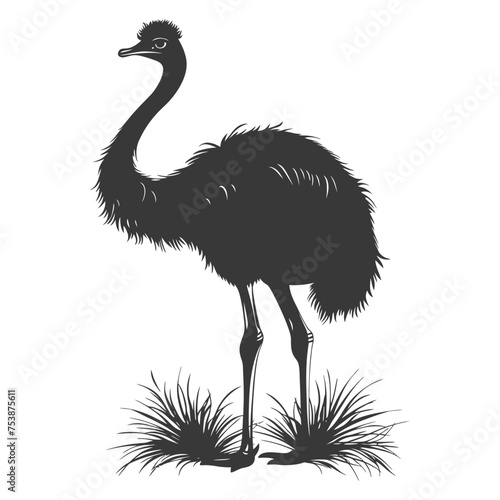 Silhouette ostrich animal black color only full body