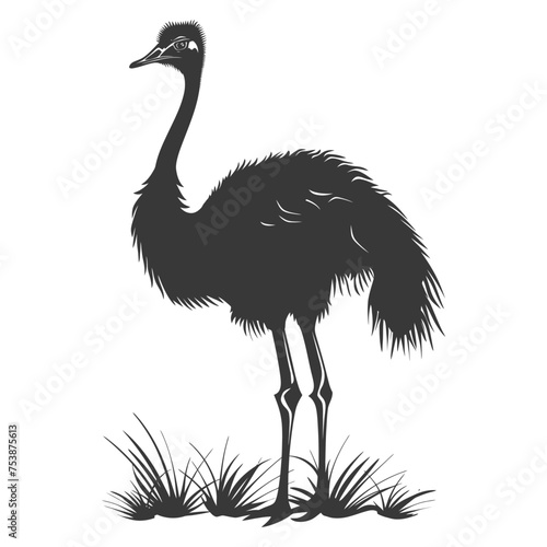 Silhouette ostrich animal black color only full body