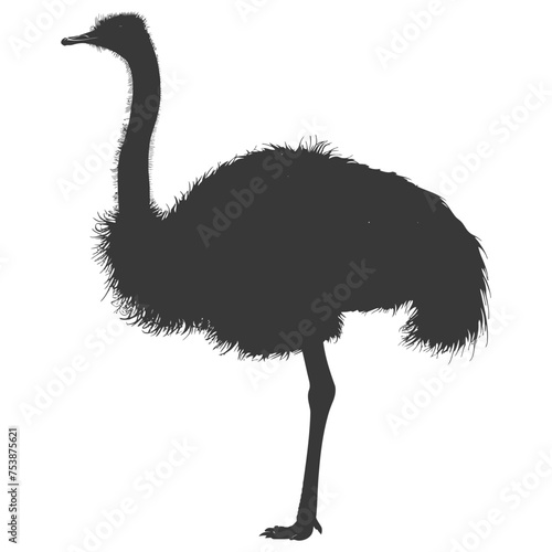 Silhouette ostrich animal black color only full body