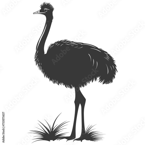 Silhouette ostrich animal black color only full body