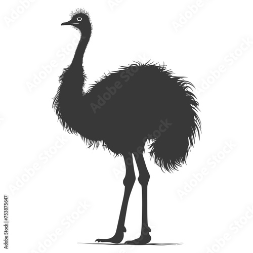 Silhouette ostrich animal black color only full body