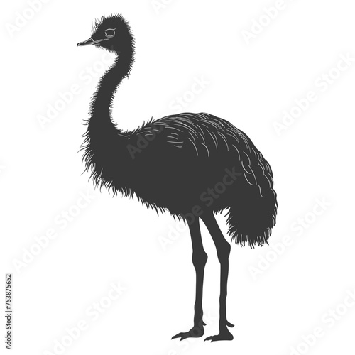 Silhouette ostrich animal black color only full body