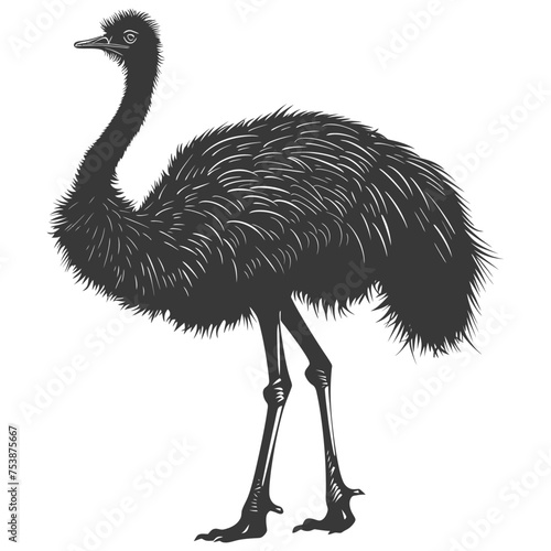 Silhouette ostrich animal black color only full body