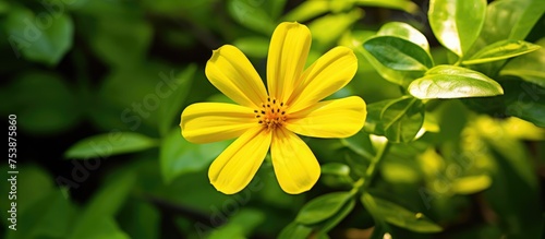 A detailed view of a vibrant yellow flower growing on a green plant, showcasing the intricate details of the petals and stem.