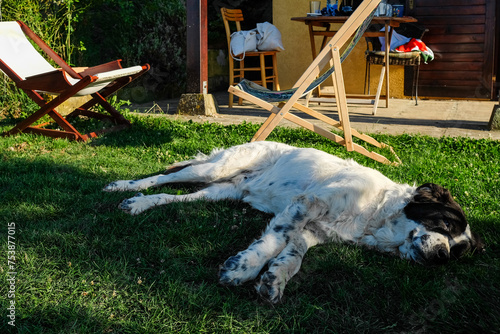 Dog laying on ground in the yard on a sunny day