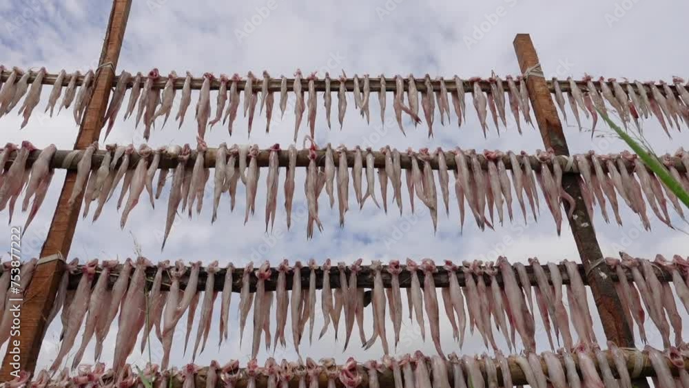 Raw Bombay duck fishes are hanging and drying in open air and sunlight. A temporary field for processing dried fish by the sea. Raw Bombay duck fishes are hanging and drying in open air and sunlight. A temporary field for processing dried fish by the sea.