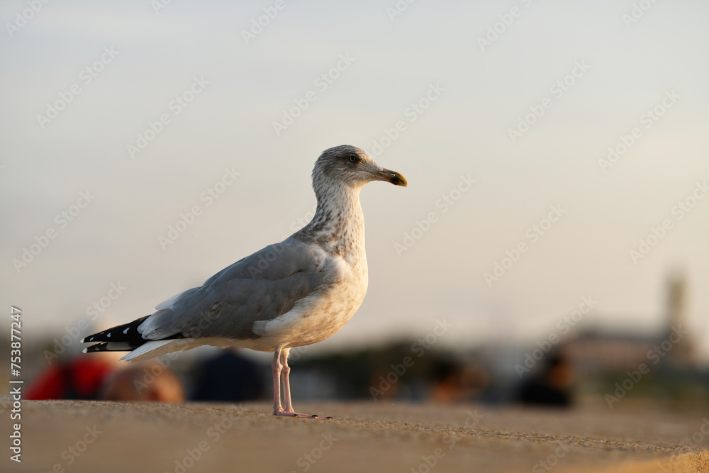 Fototapeta premium Silbermöwe an der Ostseeküste