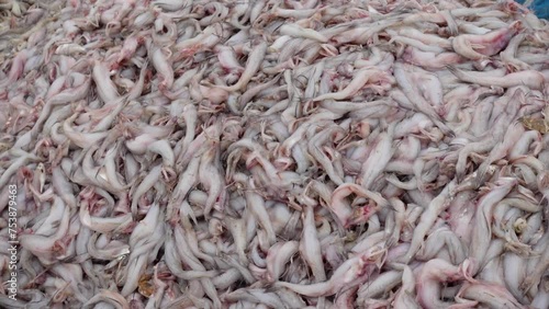 Raw Harpadon nehereus fish commonly named Bombay duck Fresh and rotten fishes are stacked separately at Sundarbans. photo