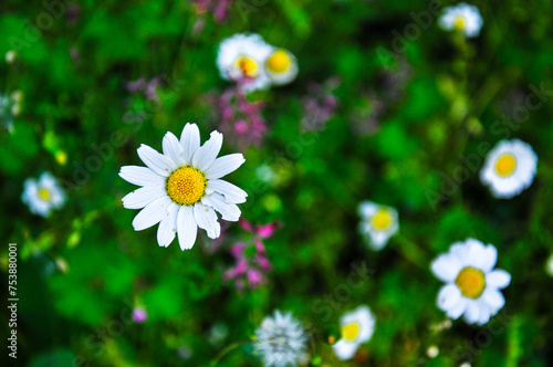 Yellow and white daisies blooming in separate rows in the garden.