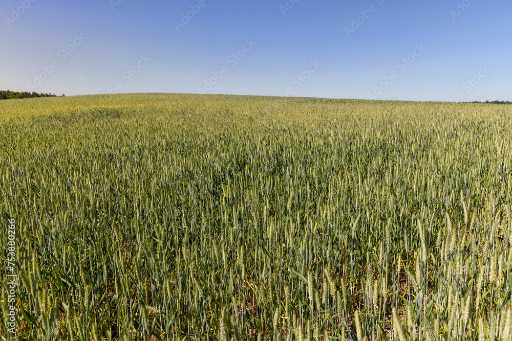 green wheat cereals in the field in summer before ripening