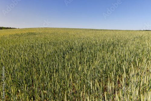 green wheat cereals in the field in summer before ripening