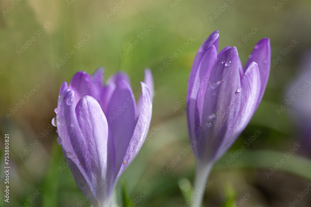 Close-up of two flowers of the purple crocus, which are still half closed. There are small drops on the buds. In the background, the sun shines against a green meadow. Close-up of two flowers of the purple crocus, which are still half closed. There are small drops on the buds. In the background, the sun shines against a green meadow.