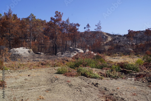 Landscape with burnt trees in the island of Rhodes, Greece, after the wildfires in July 2023