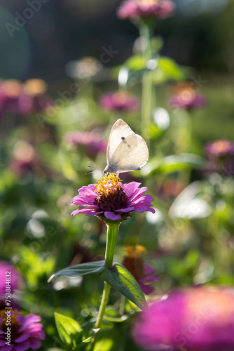 Obraz na płótnie Butterfly on pink flower w salonie