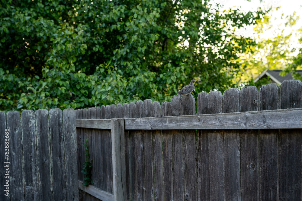 morning dove on old wood fence