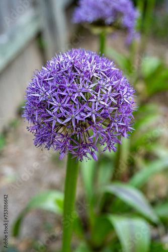 purple giant Allium Globe flower