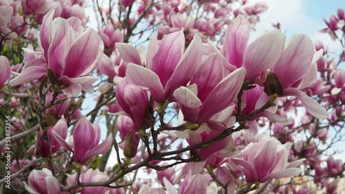 Magnolia is a large genus of flowering plant species in subfamily Magnolioideae of the family Magnoliaceae. Beautiful blooming pink white flowers and buds of magnolia. Magnolia soulangeana in garden photo