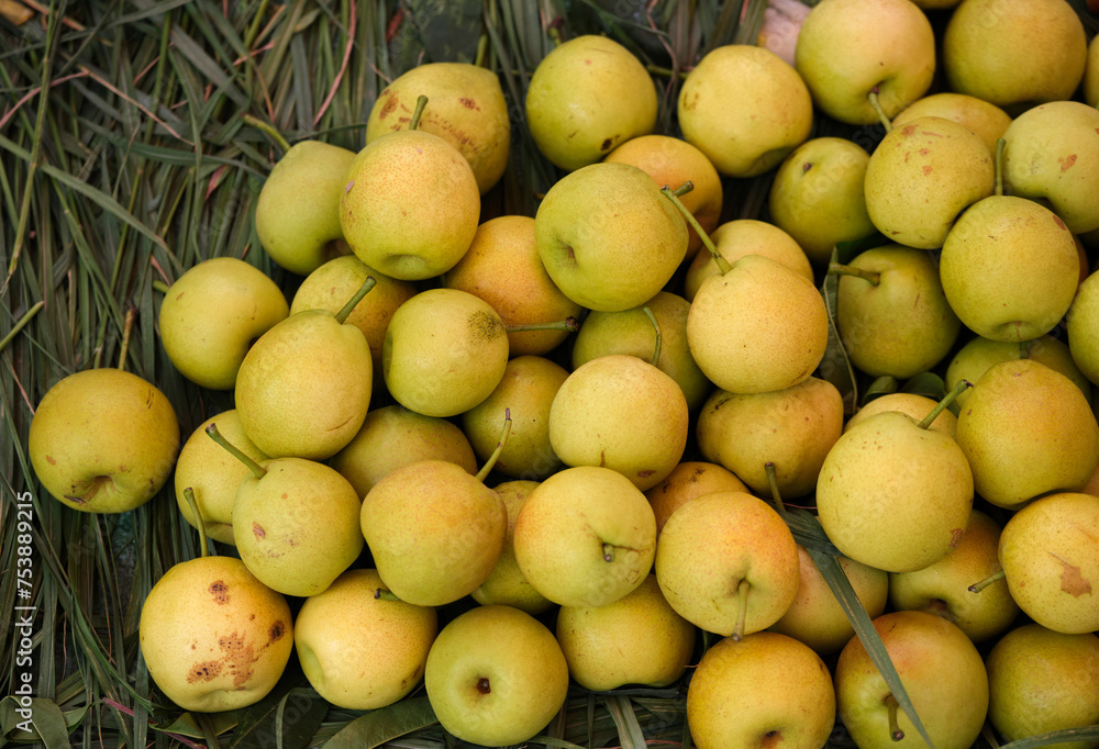 Closeup of freshly picked sugar pears Closeup of freshly picked sugar pears