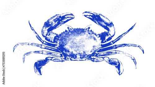 Crab drawn by graphic lines on a light background. Icon for the menu of fish restaurants, markets and shops. Vector blue crab illustration. photo