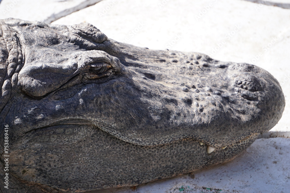 Obraz premium Alligator Close-Up