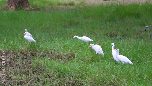 Egret Feeding Flock at green grass wetlands. photo